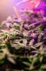 flowering_week_2_cannabis_marihuana-5.jpg