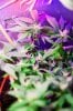 flowering_week_2_cannabis_marihuana-6.jpg