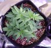 Top View - Pre LST d27.jpg