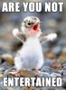 82702d1411903155t-funny-birds-tweet-meme-264x361.jpeg