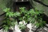 GG4bubblyNewGrowth_GroupTop10x20Tray.jpg