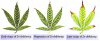 various_stages_zinc_deficiency_cannabis.jpg