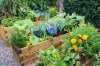 vegetable-garden.jpg