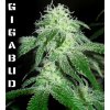 G13 Labs Gigabud Feminized-700x700.jpg