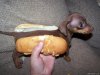 cute_miniature_dachshund_puppy_on_hot_dog_bun-1.jpg