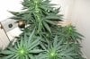 white widow x big bid 001.JPG