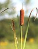 cattail-1-jpg.jpg