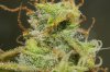 RIU-72-JackHerer Trichs0160.jpg