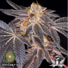 Dynasty Genetics Seeds Platinum Huckleberry Cookies.png