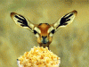 popcorn-gif.gif