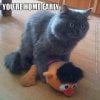 funny-cat-pics-youre-home-early.jpg