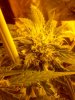 Bag Seed Haze.jpg