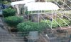 garden update 7-21-14 008.JPG