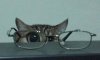 glasses-cat.jpg