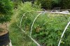 back of tomato scrog.jpg