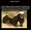 honey badger.jpg