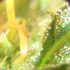 PS FD48 Trichs 1.jpg