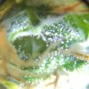 WT FD48 Trichs 2.jpg