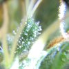 WT FD48 Trichs 1.jpg