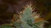 new cfl grow 030.jpg