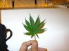 9-finger-leaf-hps-sm.jpg