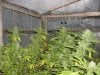 grow pics 028.jpg