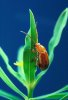 Aphthona_flava_flea_beetle.jpg