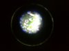 microscope day 46-3.jpg