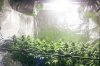 1st-grow-week-7--02.jpg