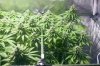 1st-grow-week-7--07.jpg