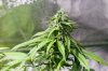 1st-grow-week-7--09.jpg