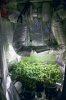 1st-grow-week-7--12.jpg