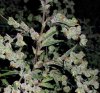 Dr-Grinspoon-Feminised-Seeds-Barney-s-Farm-578-p.jpg