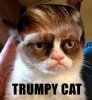 trumpycat.jpg