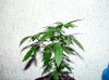 earthelf420-albums-1st-grow-riu-picture31521-seedlings-4wks-4.jpg