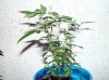 earthelf420-albums-1st-grow-riu-picture31520-seedlings-4wks-3.jpg