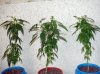 earthelf420-albums-1st-grow-riu-picture31517-ladyspics-1-20-09.jpg