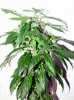 earthelf420-albums-1st-grow-riu-picture31514-ladyspics3-1-20-09.jpg