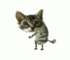 dance cat.gif