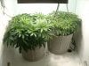 Grow2-Day43-pic1.jpg