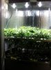 gen3_scrog_sideview-w2.jpg