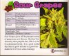 Sour Grapes - Oaksterdam Menu.jpg