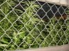 grow pics 091.jpg