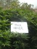 Jack Herer Swollen Massive.JPG