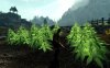 marijuanaplantforskyrim2.jpg