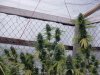 grow pics 029.jpg