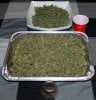 BlueDream-4x5gal-WeighIn-1.JPG