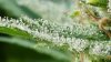 Trichomes2.jpg