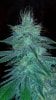 Week5Flower_111407.jpg