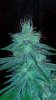 Week5Flower_111413.jpg